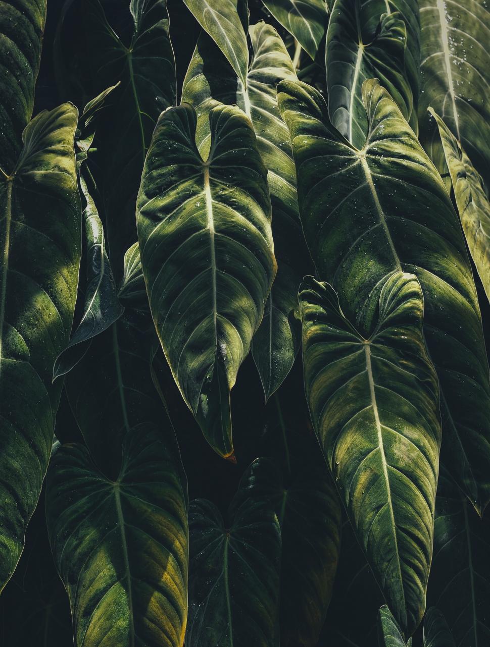 Free Image of Close Up of a Green Leafy Plant 