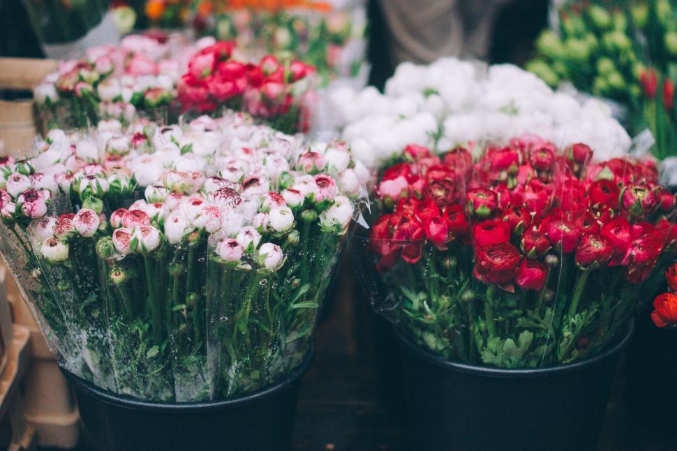 Free Image of Pots of Various Flowers on Display 