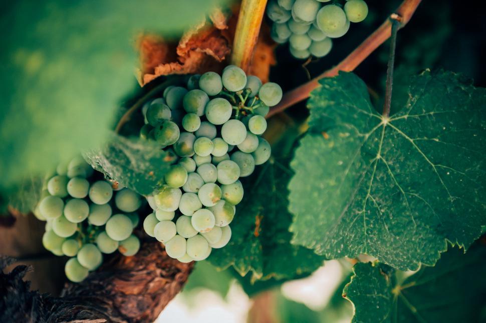 top view of ripe and organic grapes on green Stock Photo by