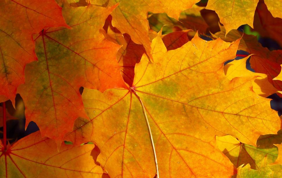 Free Image of Close Up of a Bunch of Leaves 