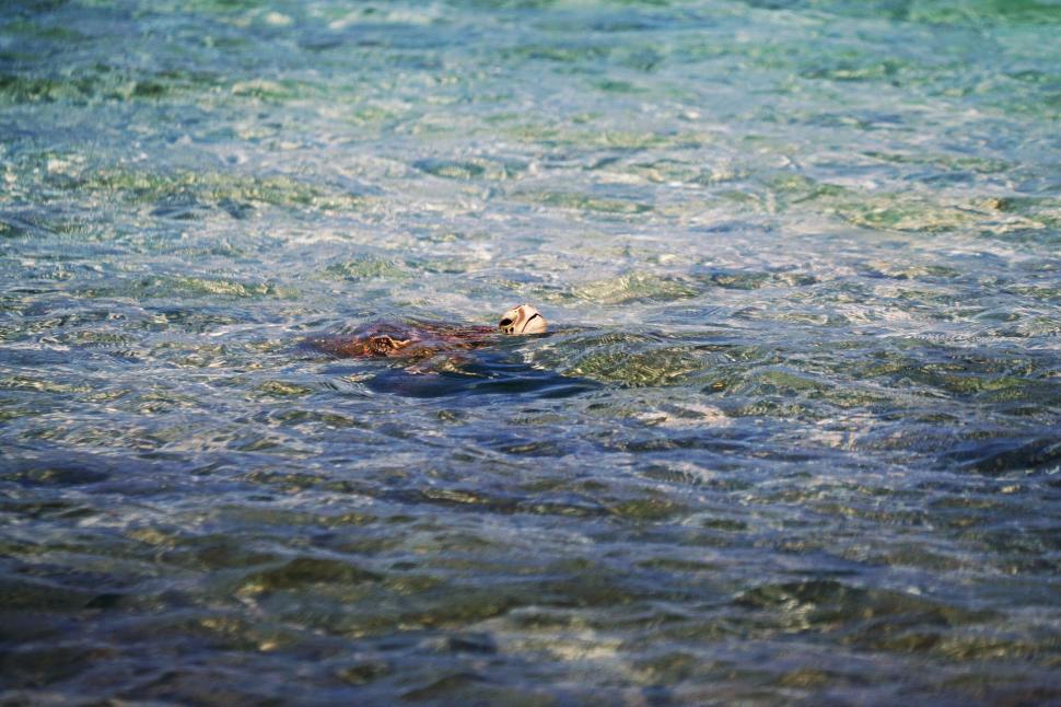 Free Image of Bird Flying Over Body of Water 