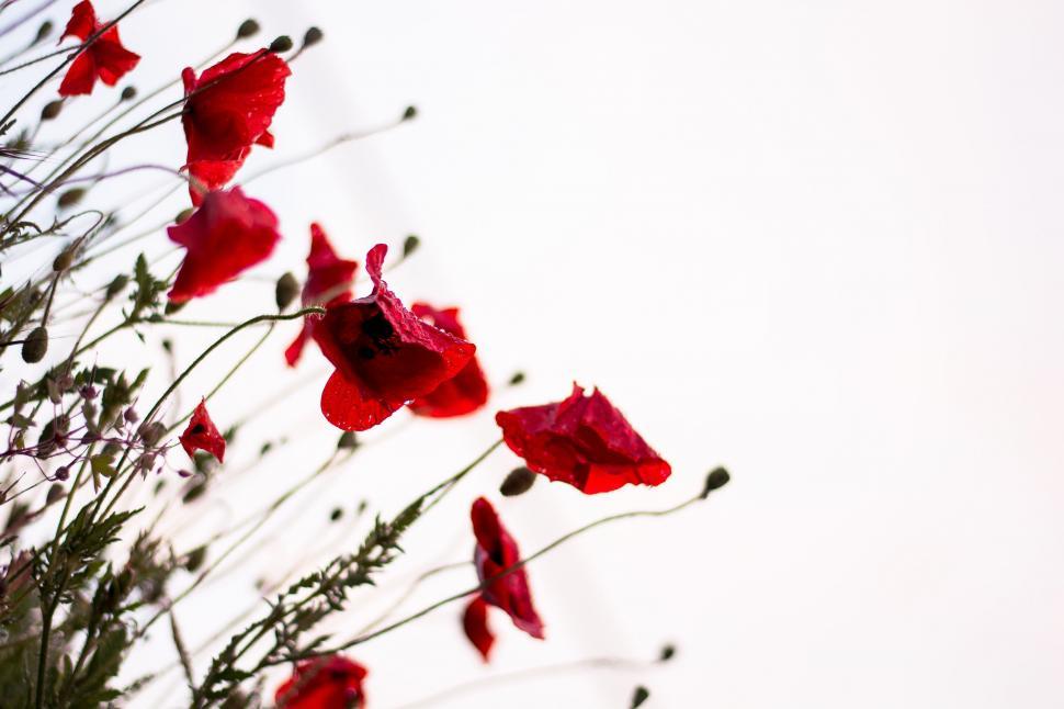 Free Image of A Bunch of Red Flowers in a Vase 