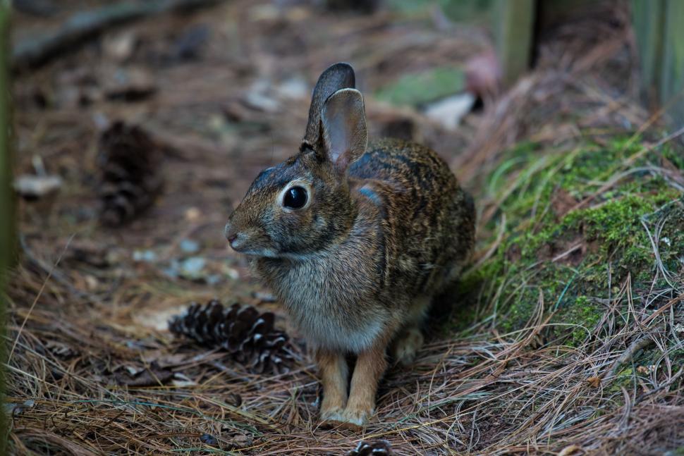 Free Image of Rabbit Sitting in Dirt Near Fence 