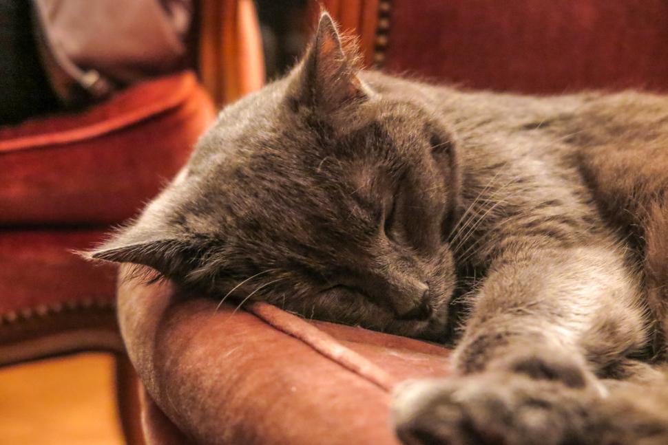 Free Image of Sleeping cat 