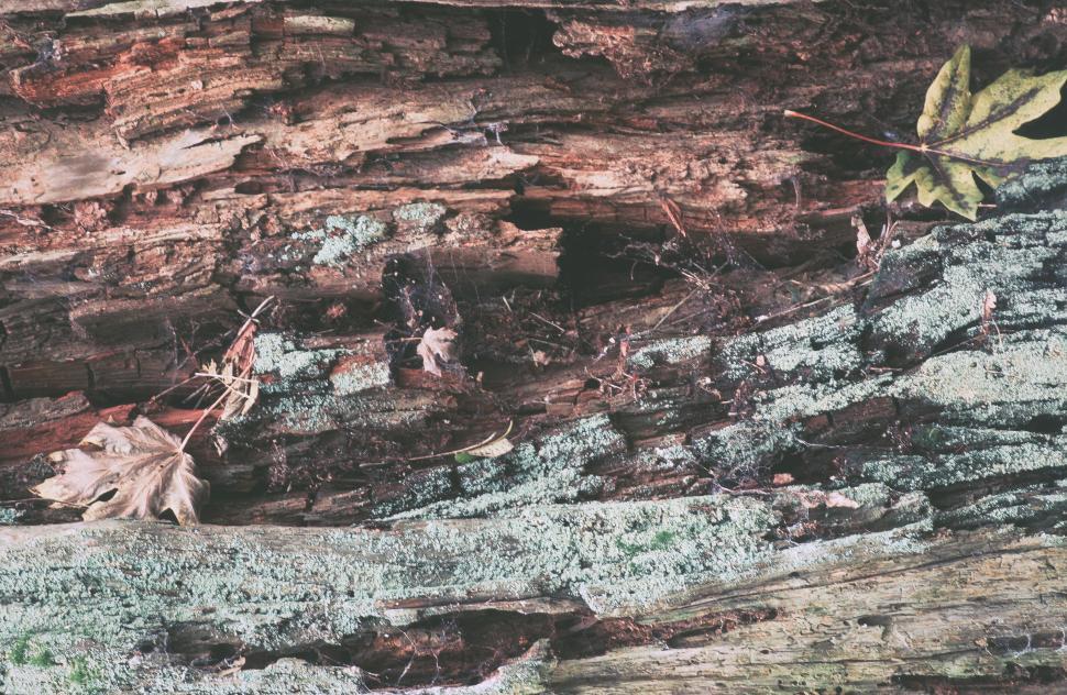 Free Image of Forest background 