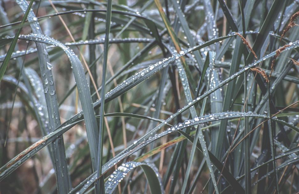 Free Image of Dew Drops 