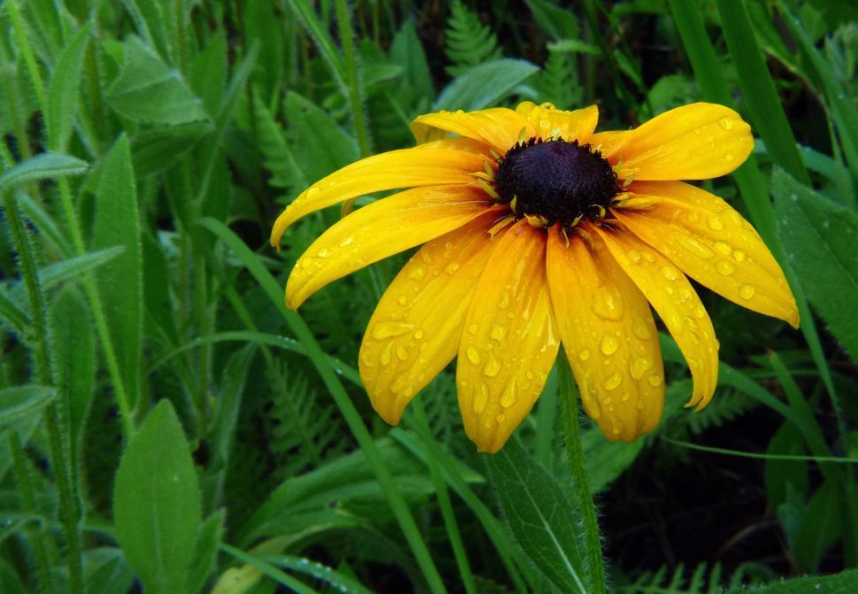 Free Image of Black Eyed Susan Flower 