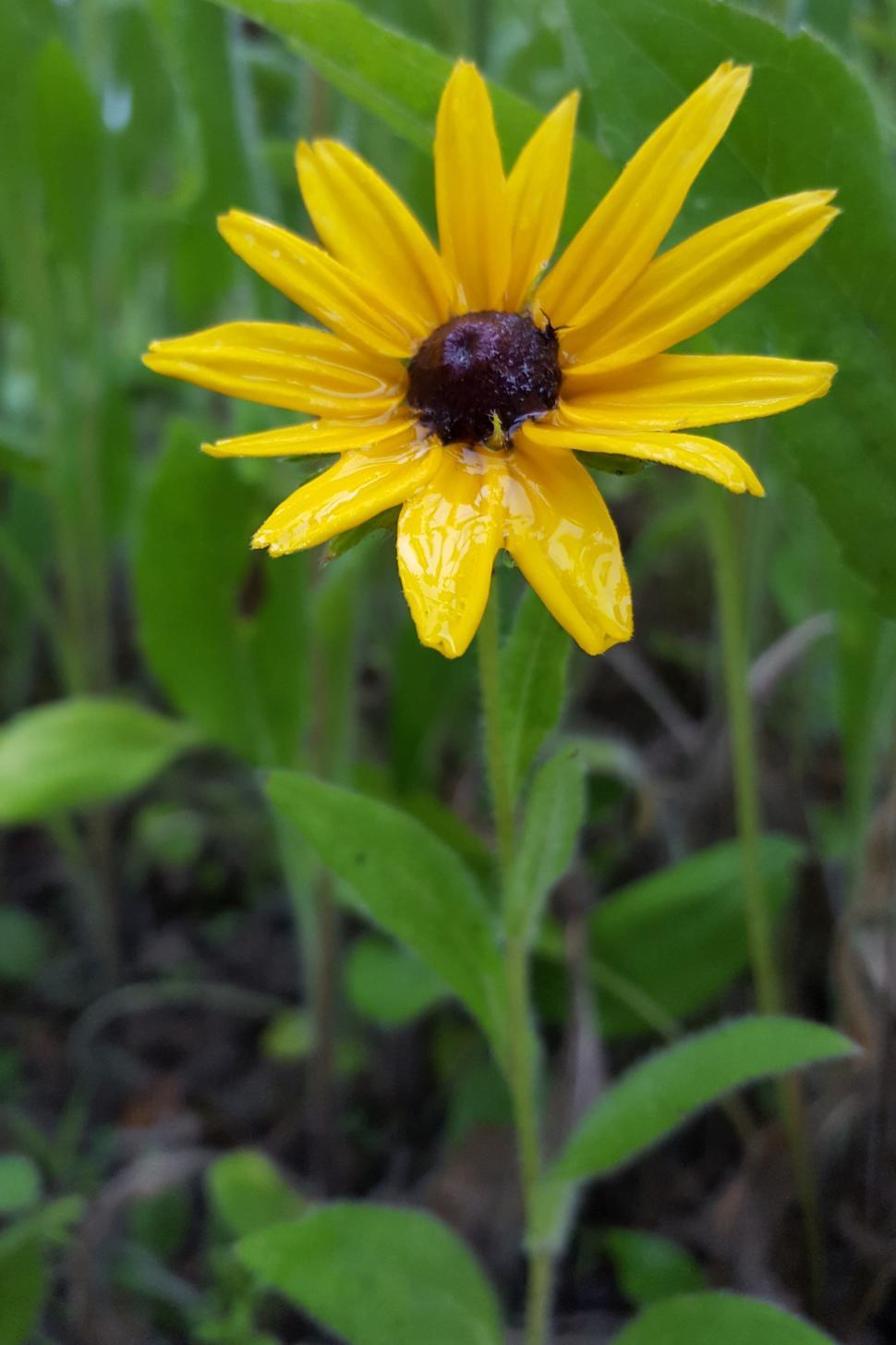 Free Image of Wet Flower of the Black Eyed Susan Perennial 