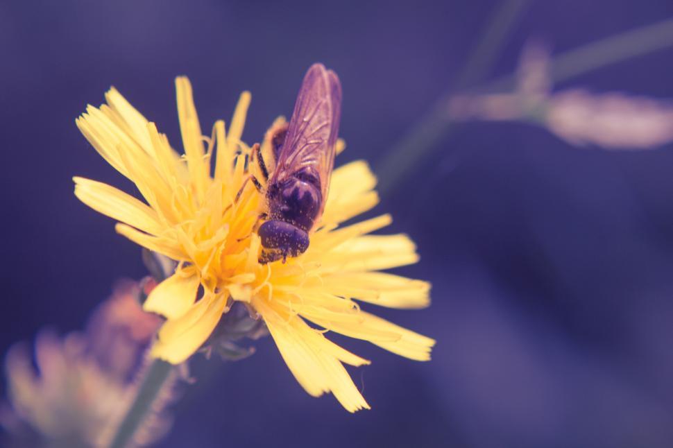 Free Image of Bee on a flower  
