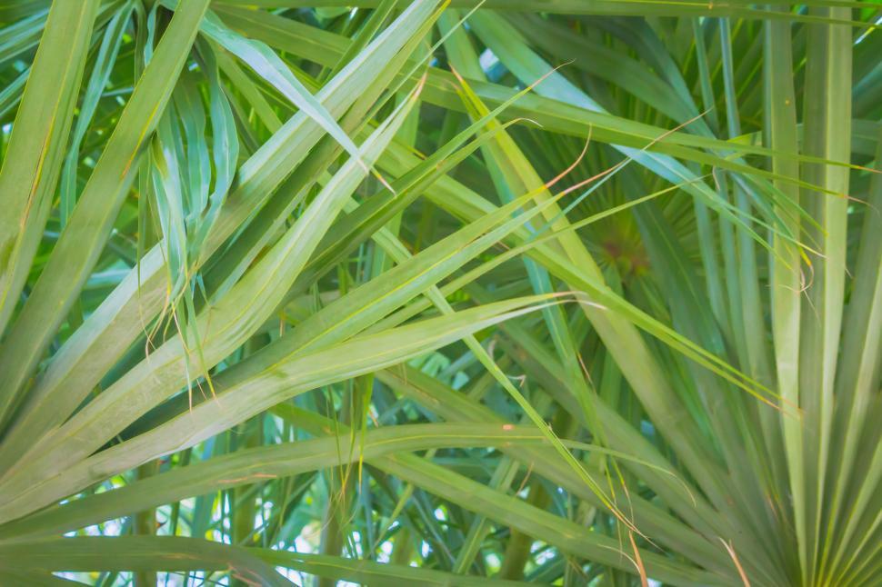 Free Stock Photo of Palm Leaves | Download Free Images and Free ...