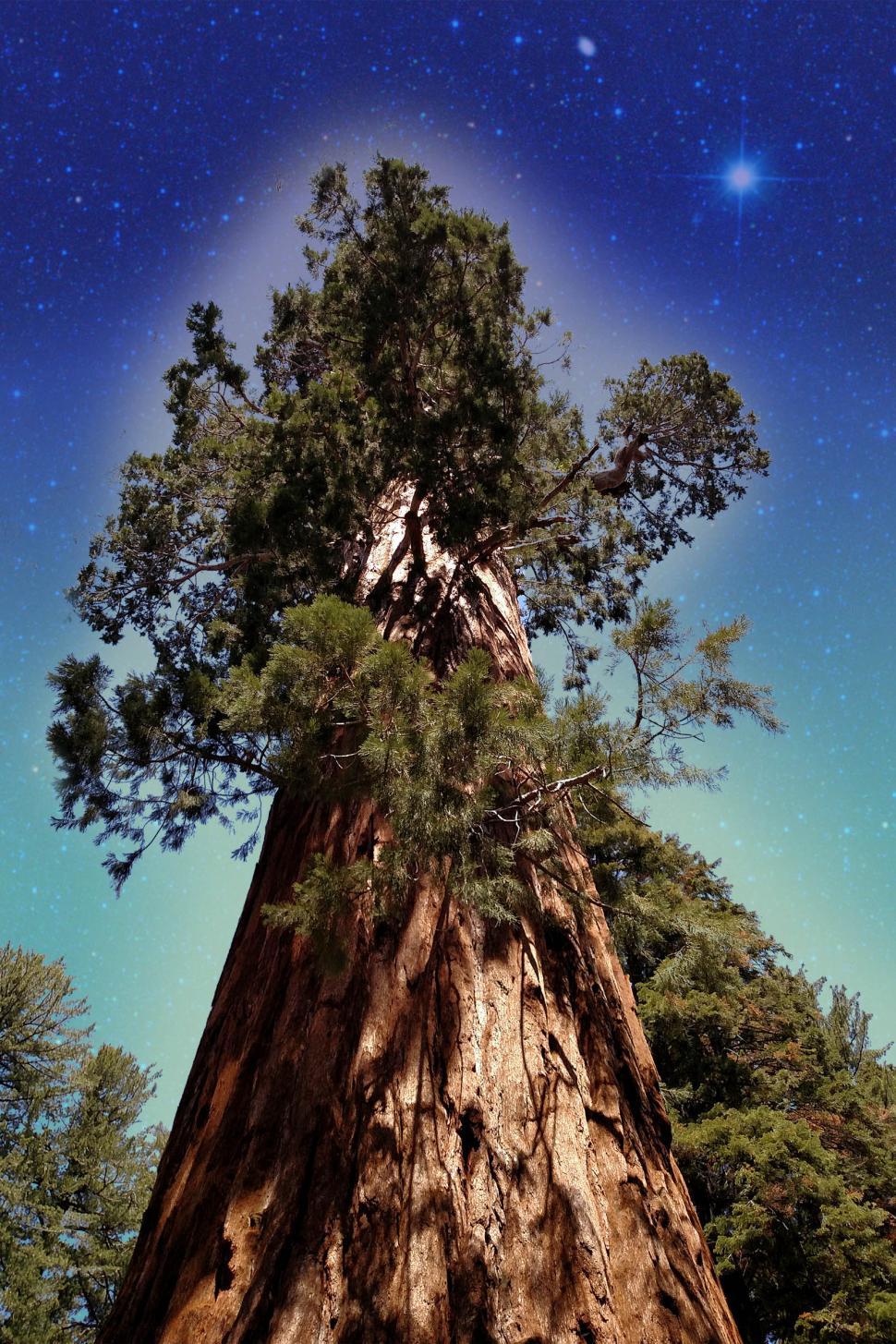 Free Stock Photo of King Sequoia Download Free Images and Free