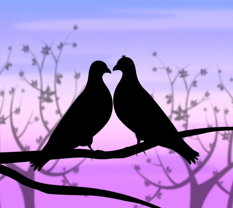 Free Image of Love Birds Represents Compassion Passion And Heart 