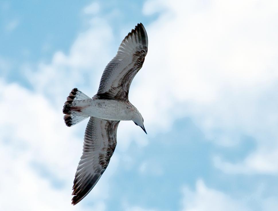 Free Image of Seagull 