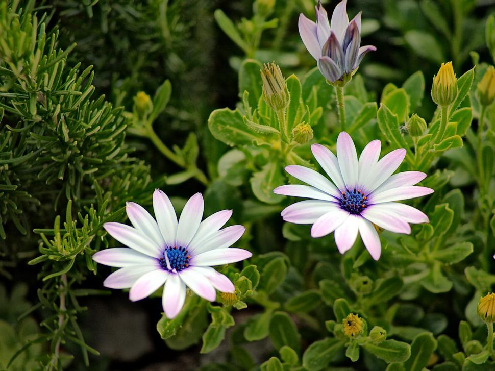 Free Image of Garden detail 