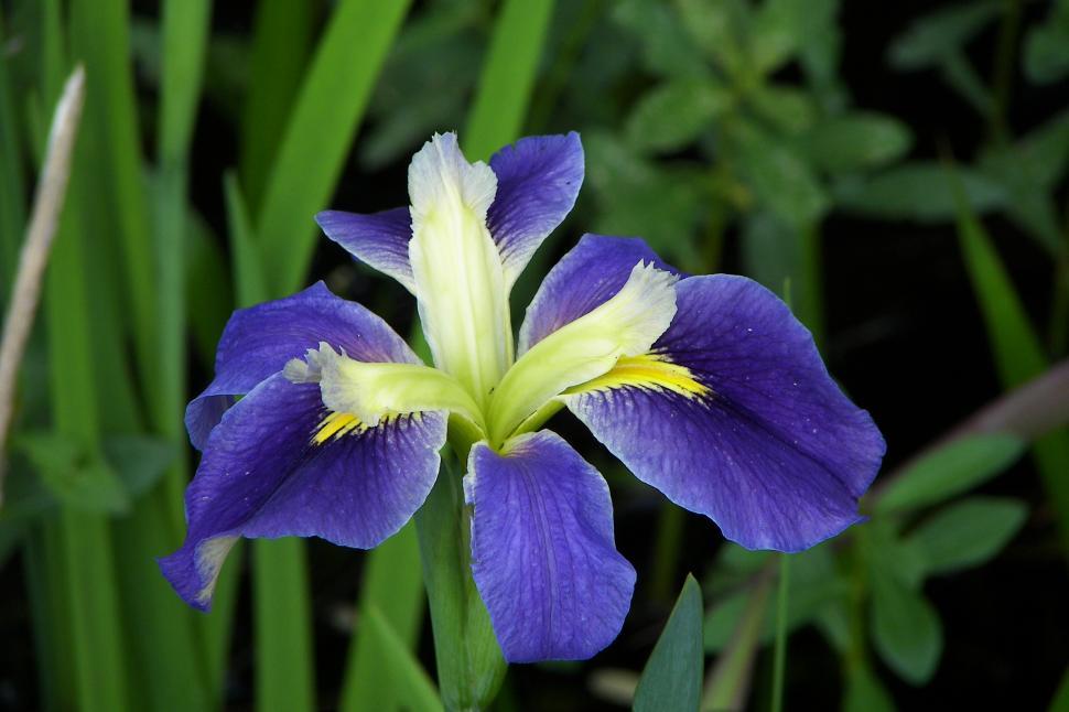 Free Stock Photo of Iris | Download Free Images and Free Illustrations