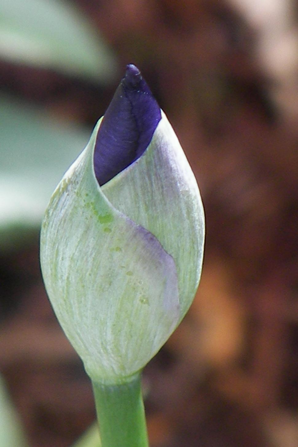 Free Image of Iris Bud 
