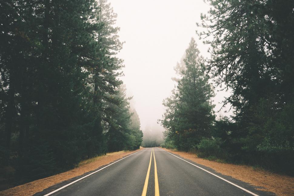 Free Image of Tree-lined Road Stretching Into the Distance 