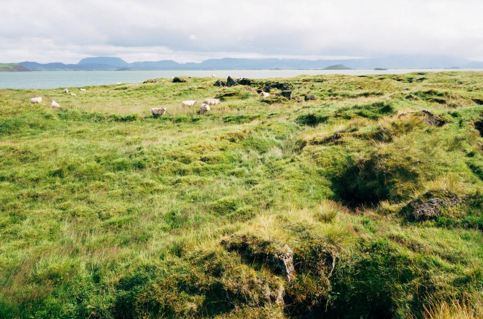 Free Image of Herd of Sheep Grazing on Lush Green Hillside 