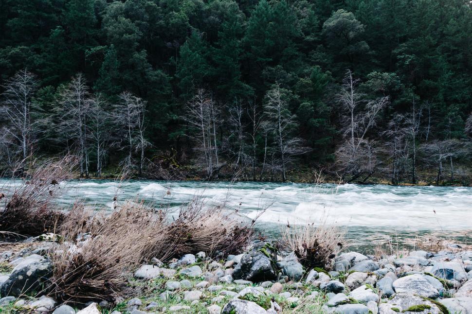 Free Image of River Flowing Through Dense Forest 