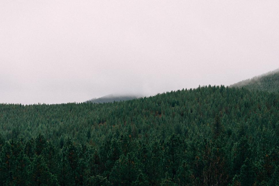 Free Image of Black and White Forest Landscape 