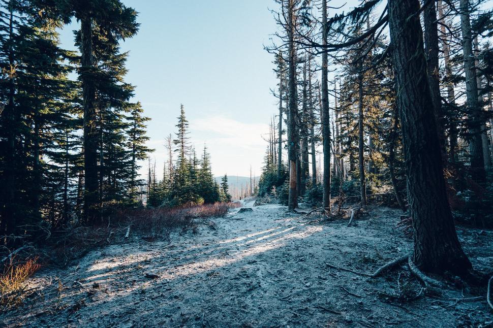 Free Image of Dirt Road Cutting Through Forest 