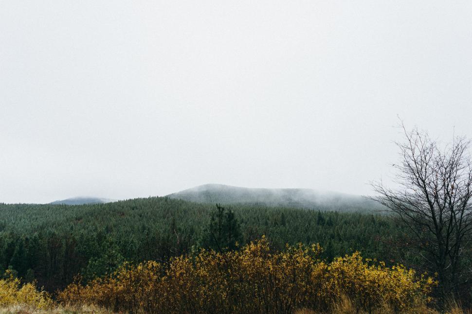 Free Image of Grassy Field With Trees and Mountains 