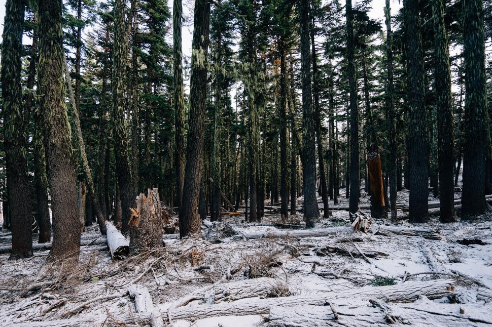 Free Image of Snow-Covered Trees in Dense Forest 