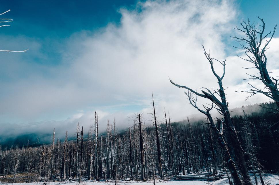 Free Image of Snow Covered Field With Trees in the Background 