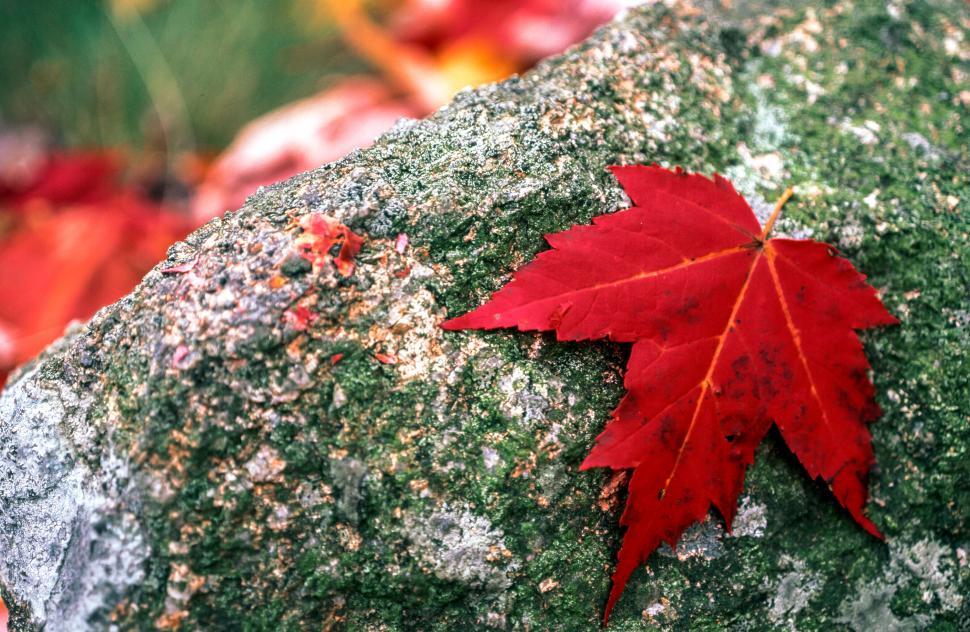 Red Maple Leaf Picture, Free Photograph