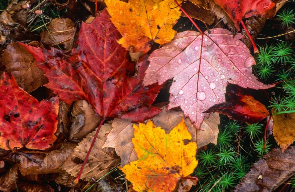 Free Stock Photo of Colorful Wet Fall foliage | Download Free Images ...