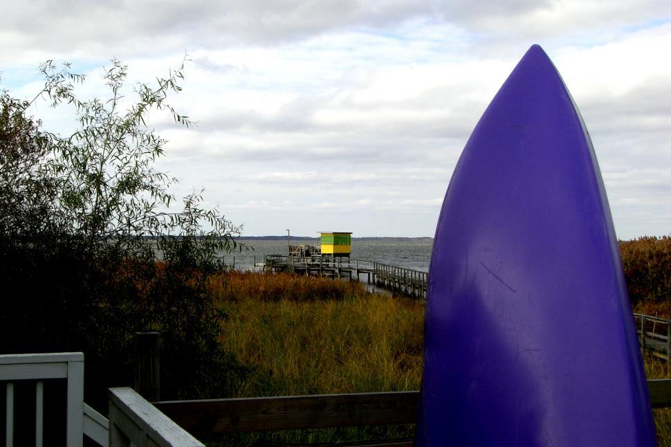 Free Image of Duck - Surfs up 