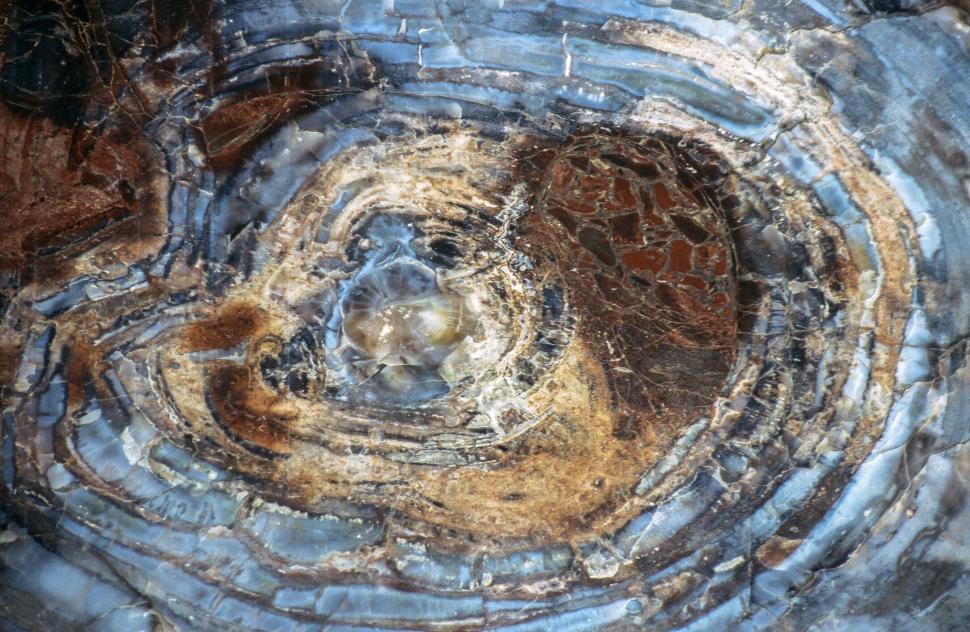 Free Stock Photo of Petrified wood slice | Download Free Images and