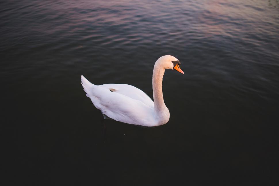 Free Image of White Swan Floating on Body of Water 