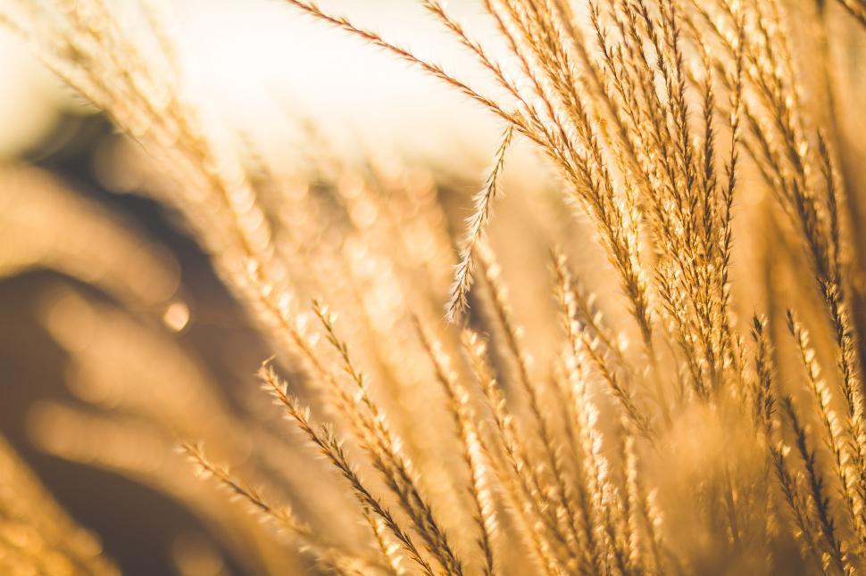 Free Image of Close Up of Grass With Blurry Background 