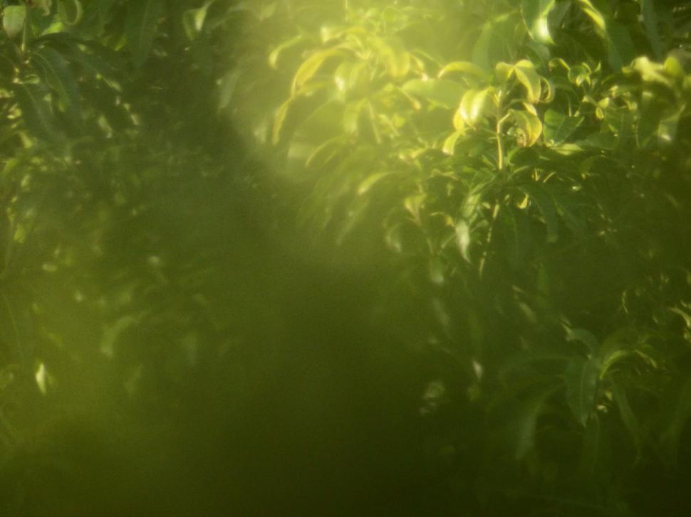 Free Image of Blur nature tropical abstract background   