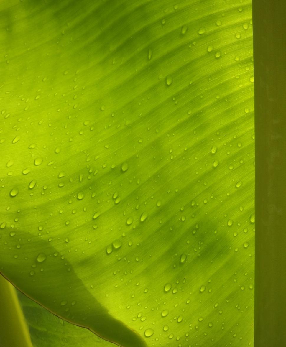 Free Image of Water droplets on banana leaf  