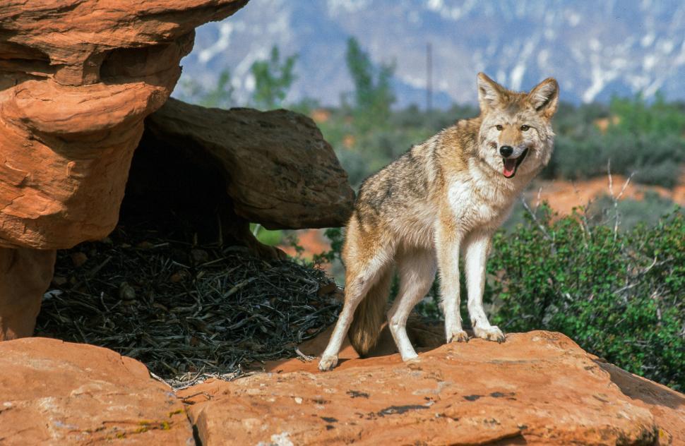 Free Image of Gray wolf 