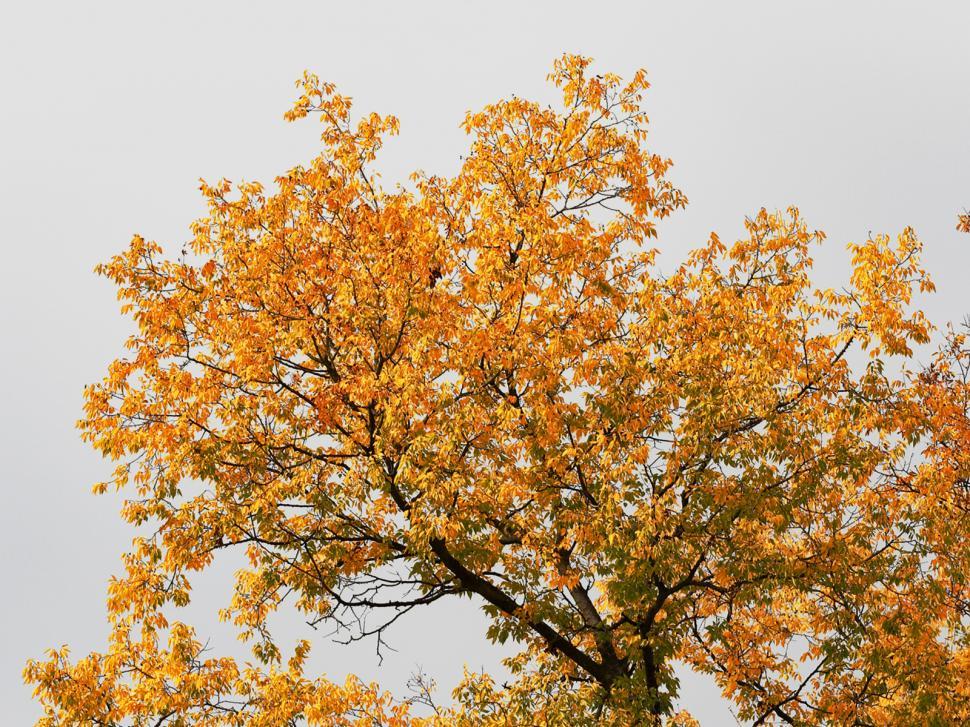 Free Image of Yellow leafs 