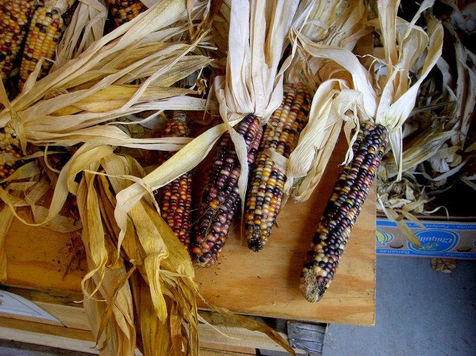 Free Image of Dried Corn on Wooden Cutting Board 