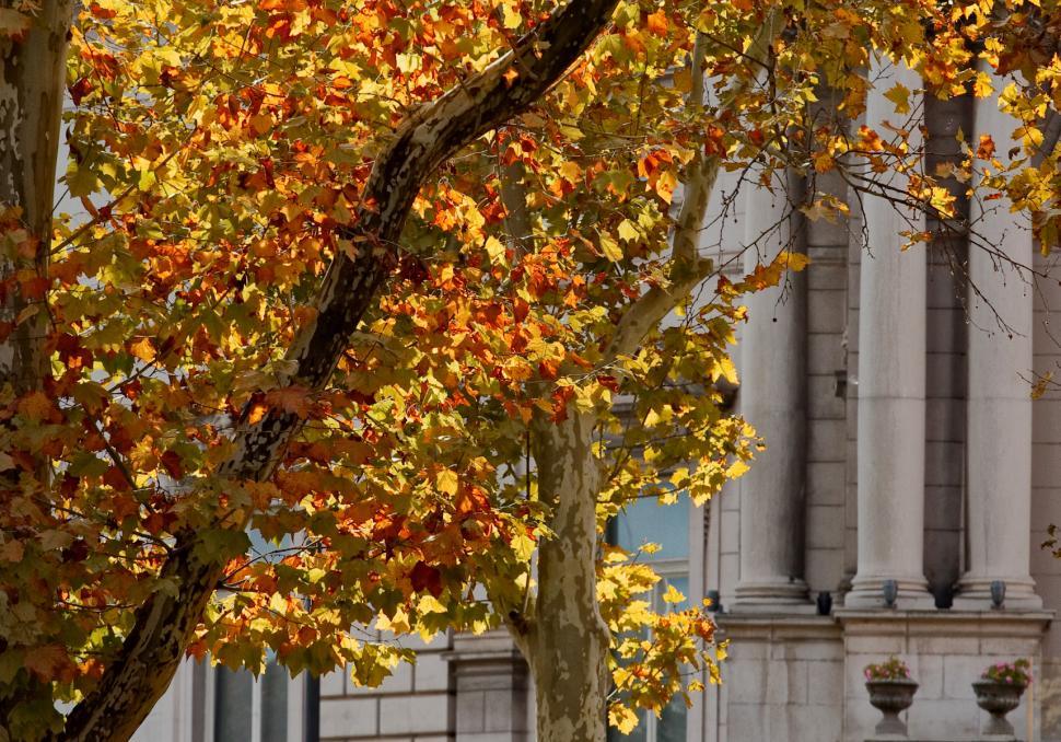 Free Image of Autumn in the city 