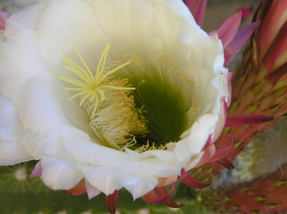 Free Image of Close-Up of a White and Red Flower 