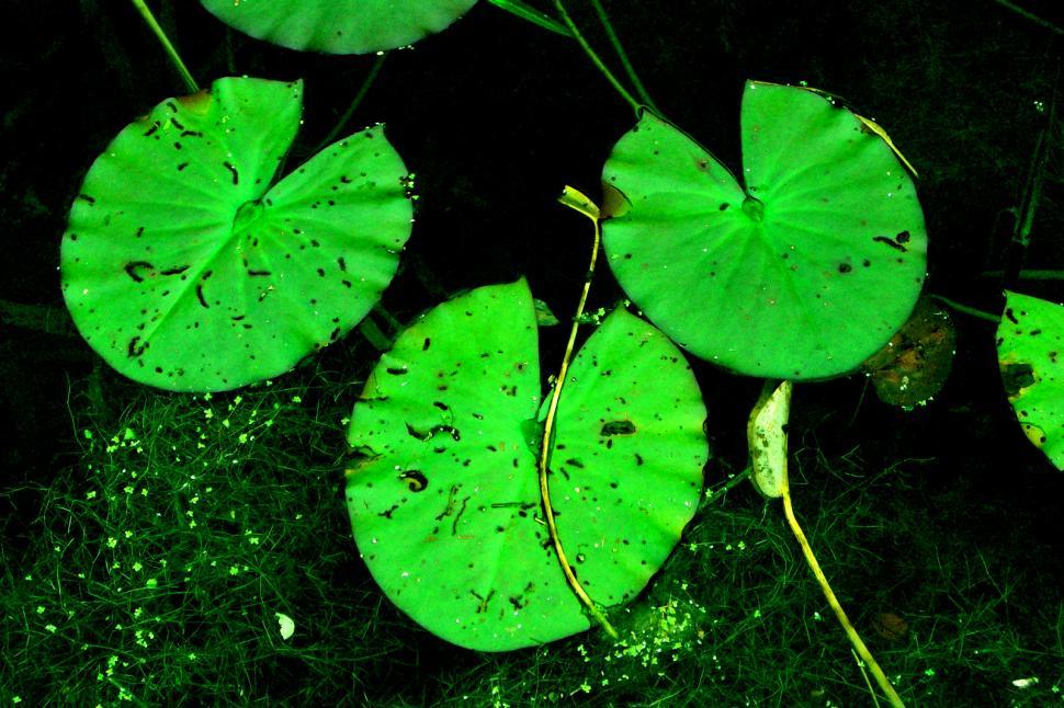 Free Image of Group of Leaves on the Ground 