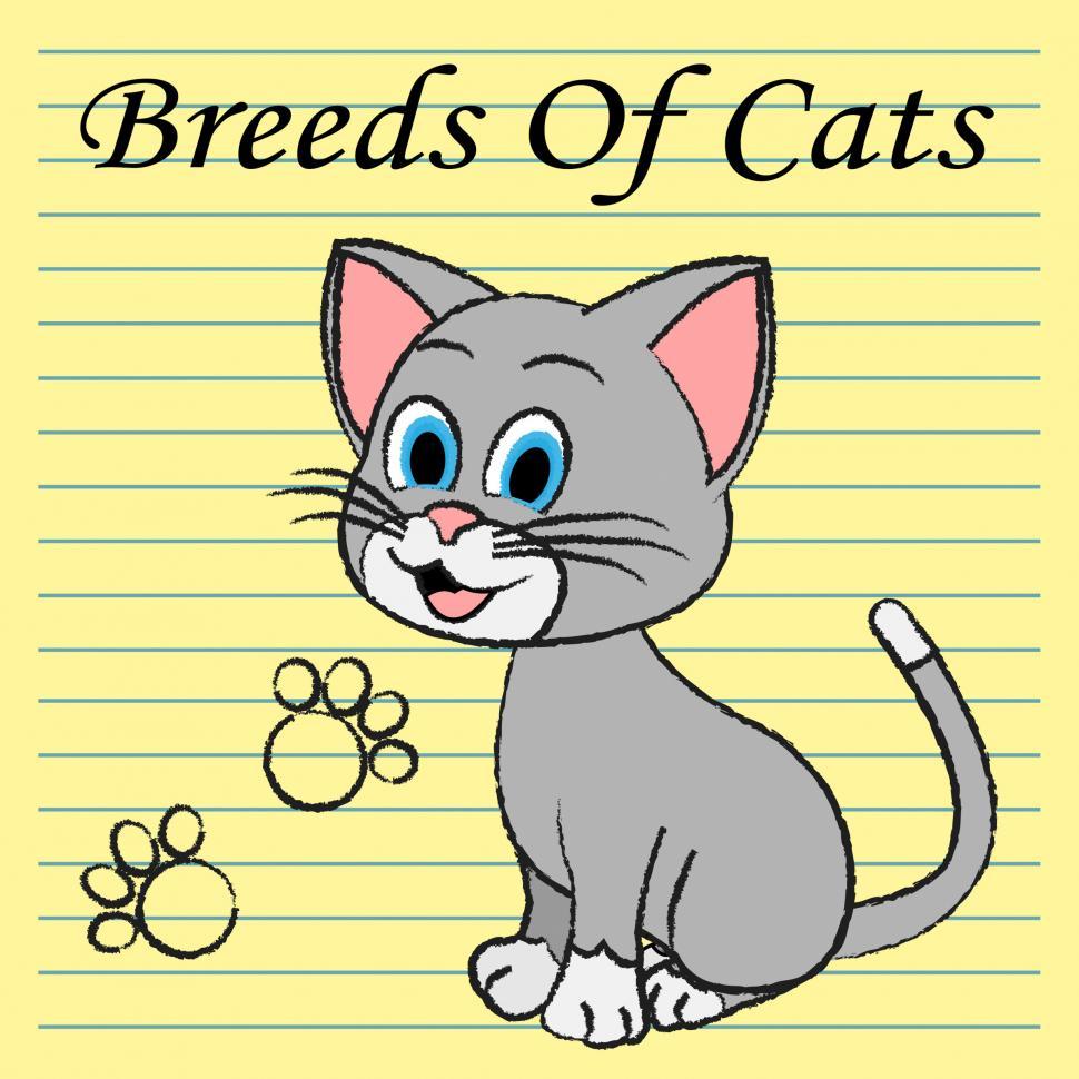 Free Image of Breeds Of Cats Indicates Pets Puss And Pedigree 