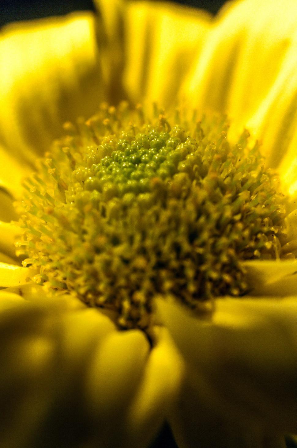 Free Image of Flower macro 