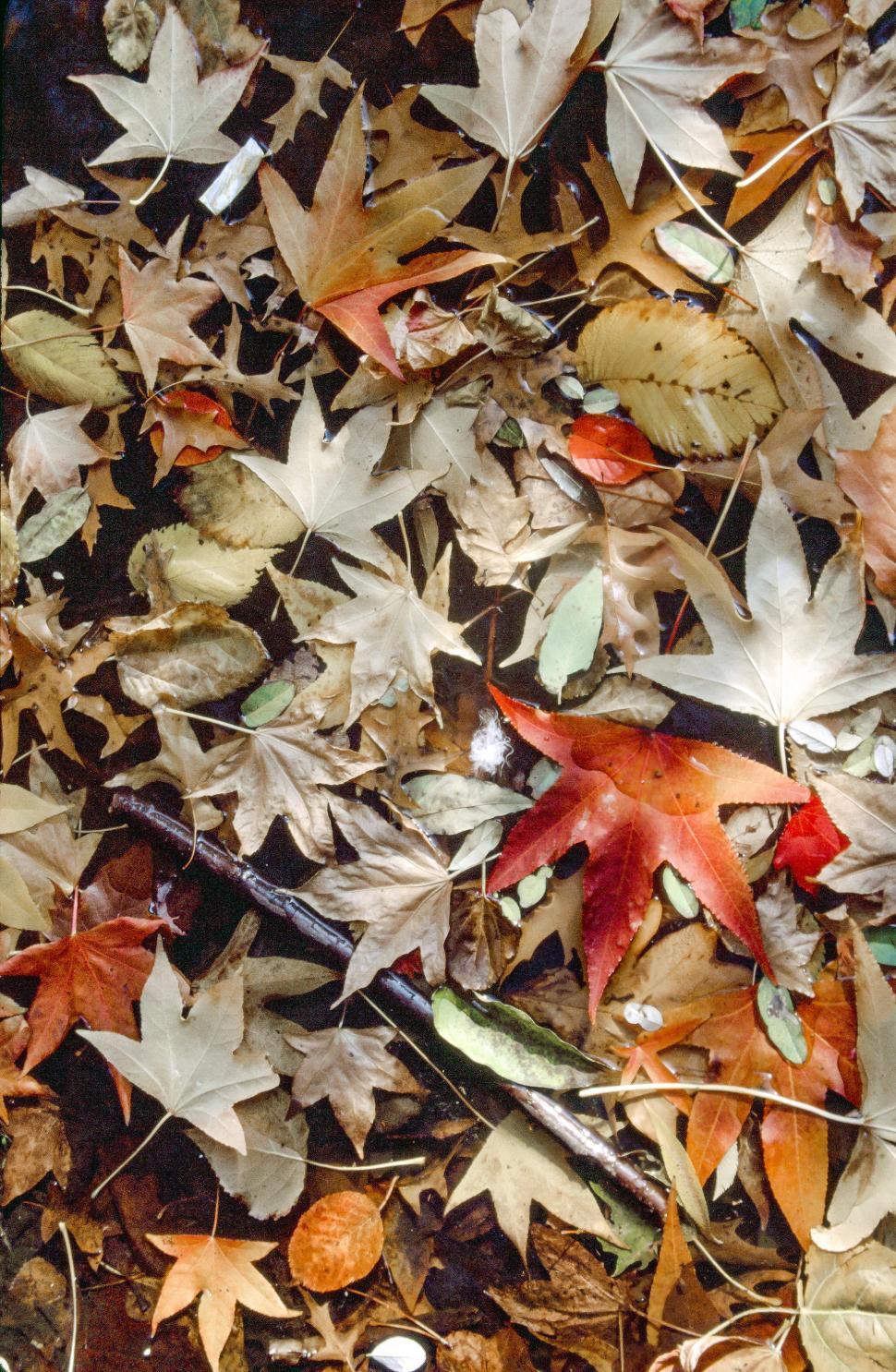 Free Stock Photo of Dried leaves background