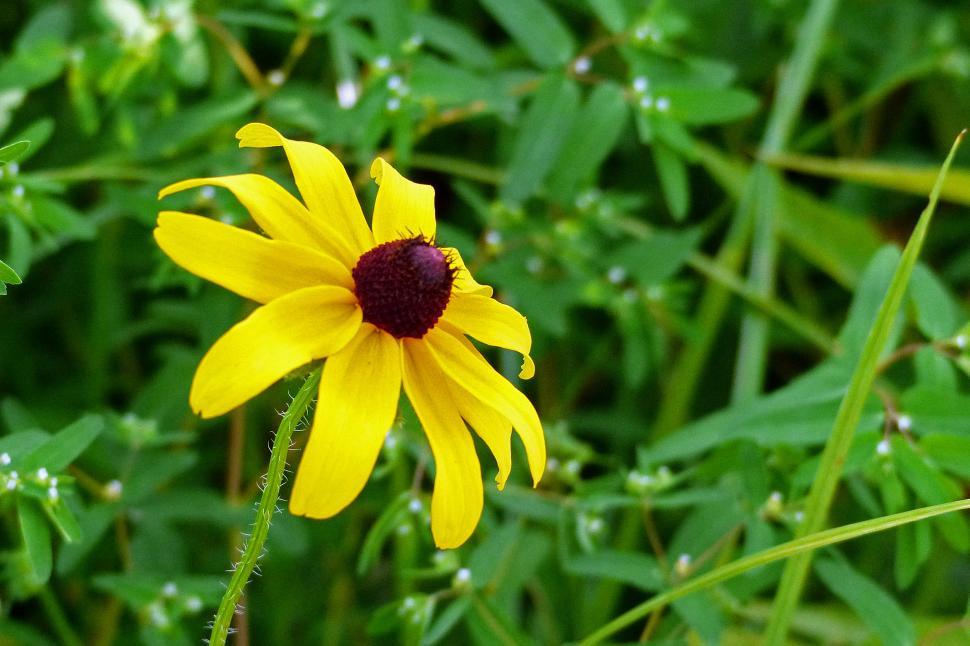 Free Image of Black-Eyed Susan Flower 
