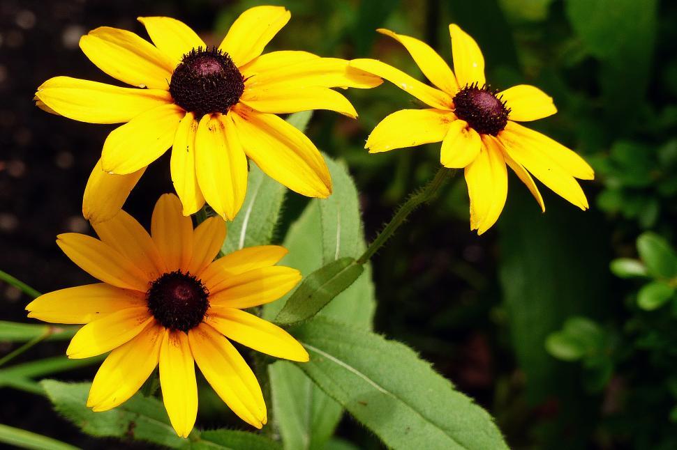 Free Stock Photo of Black-Eyed Susan Flowers | Download Free Images and ...