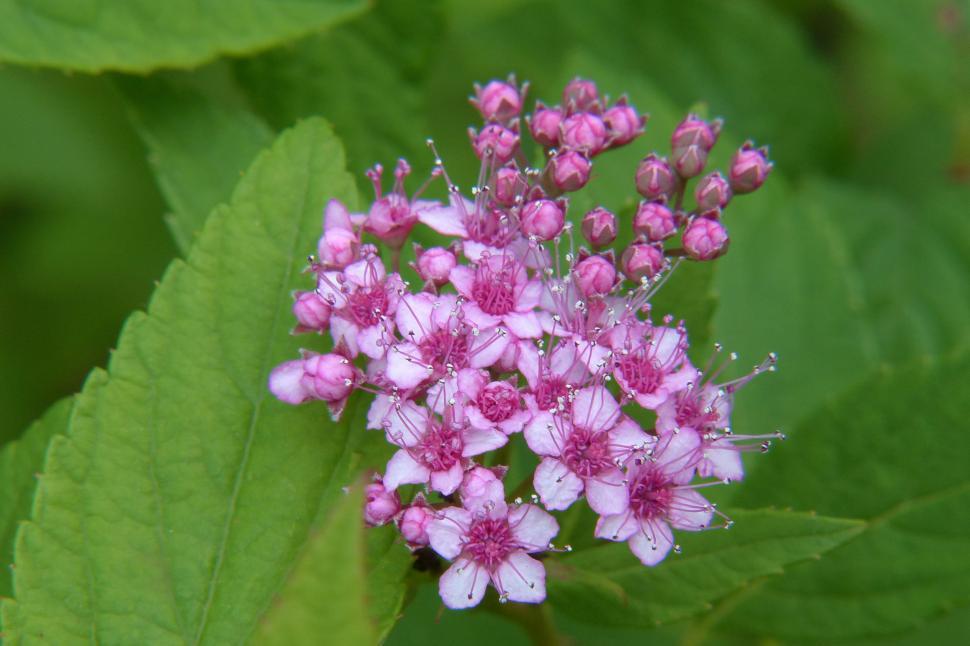 Free Stock Photo of Spirea Flower Cluster Download Free Images and