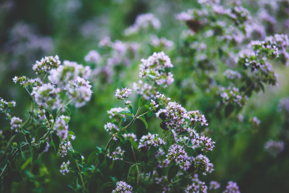 Free Image of Cluster of Flowers Resting in the Grass 