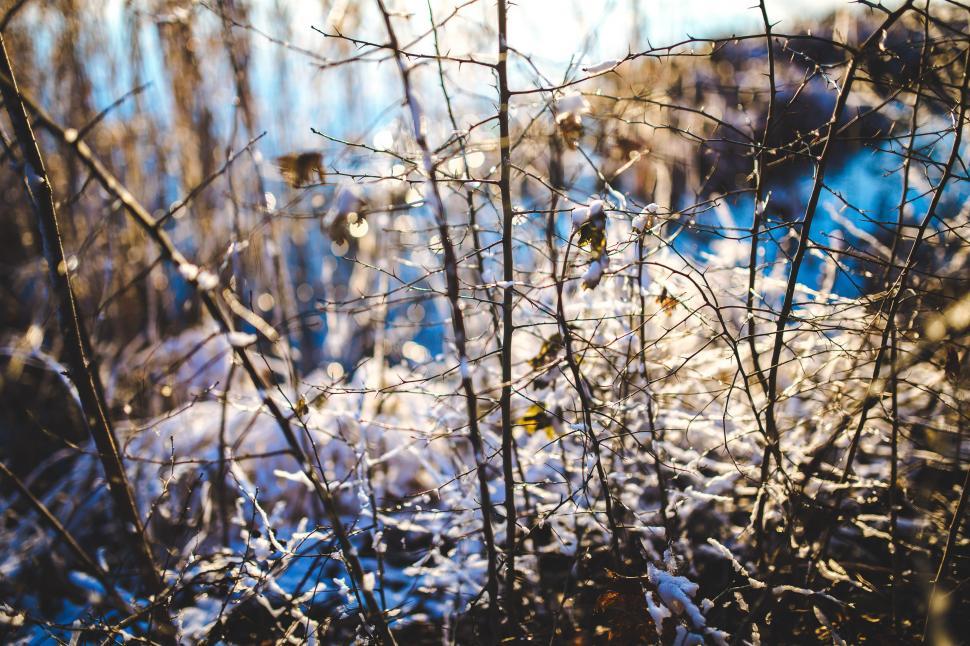 Free Stock Photo of Plants Covered in Snow | Download Free Images and ...